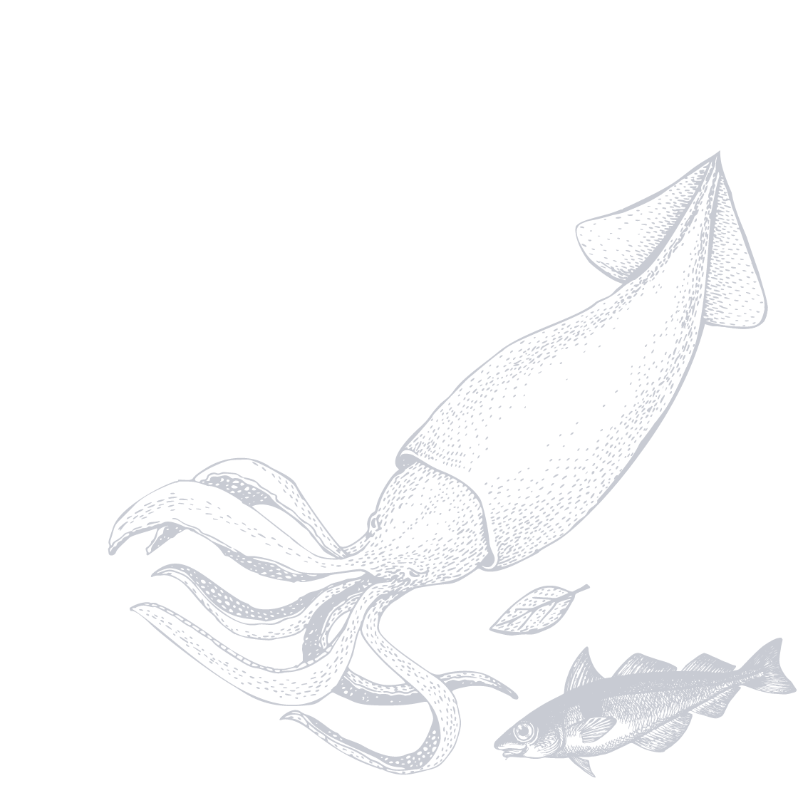 Illustration of fish/seafood