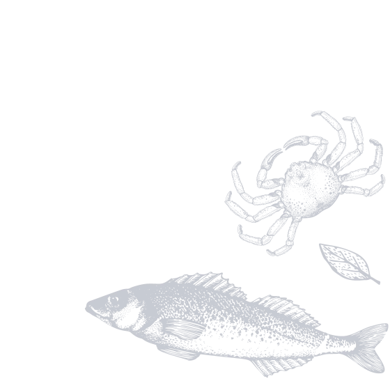 Illustration of fish/seafood
